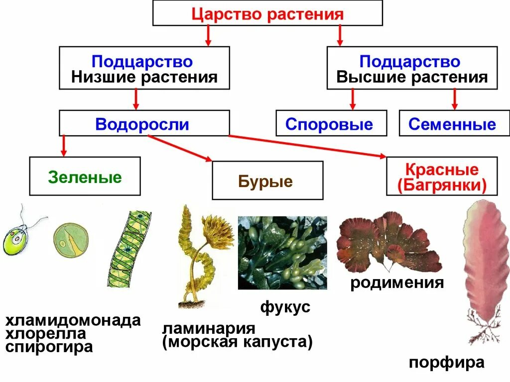 Группы водорослей примеры. Царство растения Подцарство высшие растения. Царство растений Подцарство высшие семенные. Царство растения Подцарство низшие растения. Схема царство растений водоросли.