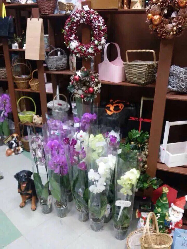 Розалия флауэрс обнинск. Клумба геншин. Цветочный малоярославец. Клумбы нижнего тагила. Цветочный малоярославец.