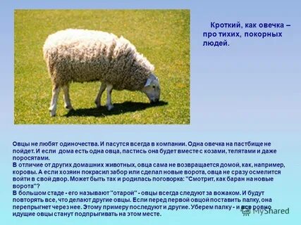 Барашек как писать
