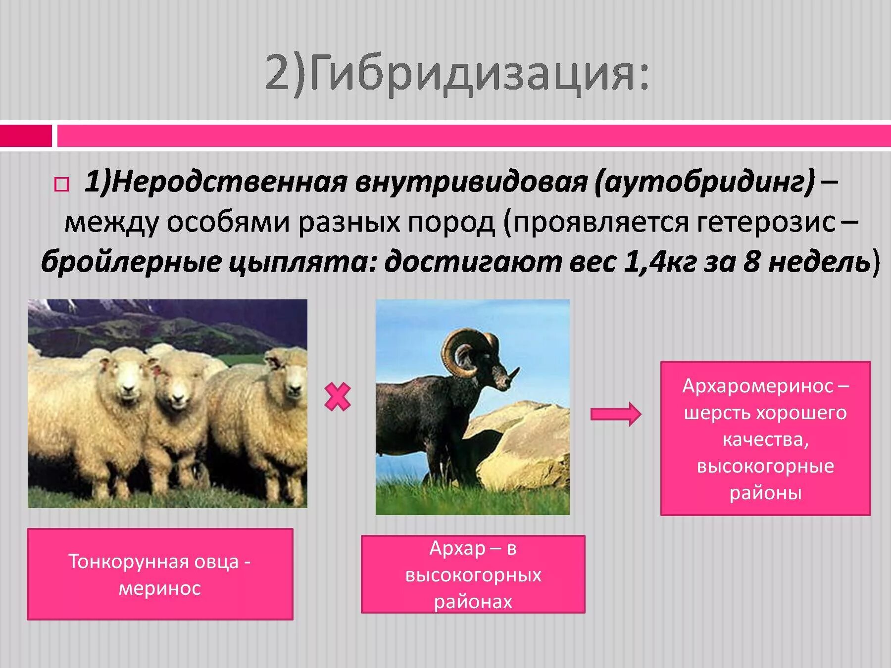 Селекция животных определение. Гибридизация животных. гибридизация это скрещивание. гетерозис у растений. методы селекции животных таблица.