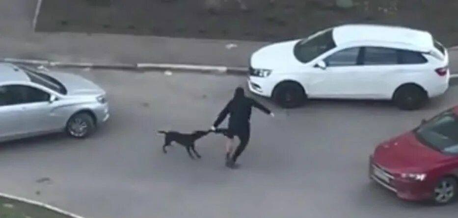 Нападение собак на людей видео. Такса напала на человека. Бультерьер нападение на человека. Нападение собак на людей видео. Нападение собак на людей видео.