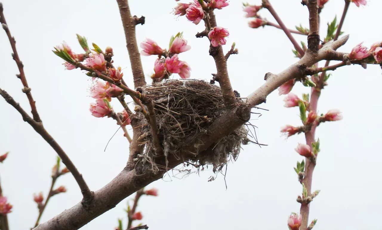 Plant nest. Гнездо на дереве. Весеннее гнездо. Птичье гнездо на ветке. Весеннее дерево с гнездом.