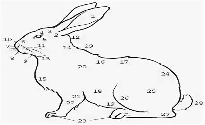 Тело кролика. Части тела кролика. Внешнее строение тела кролика. Вибриссы у кроликов.