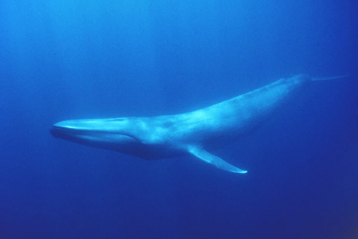 Голубой кит Balaenoptera musculus. МЕГАЛОДОН И синий кит. Синий кит (голубой кит). Самый маленький кит. Масса синего кита достигает