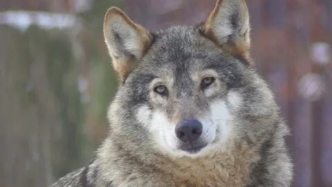 Видео wolf