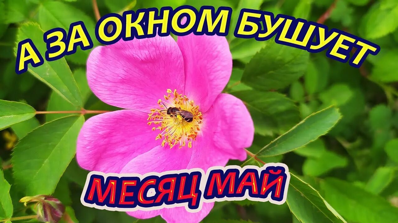 А за окном бушует май милый детский. А за окошком месяц май. А за окном бушует май милый детский. Зимнее солнце в окне. А за окном бушует май милый детский.