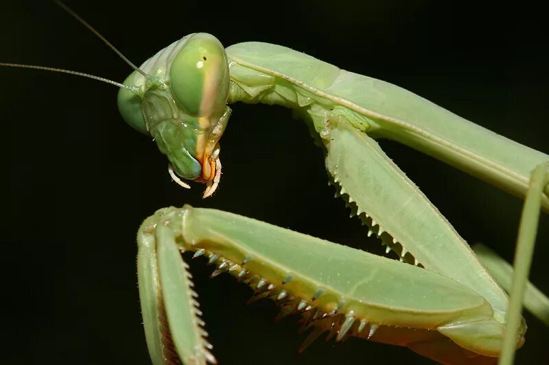 Богомол альбинос. Богомол серый. Малазийский богомол-щитоносец. Mantis religiosa богомол. Жук богомол.
