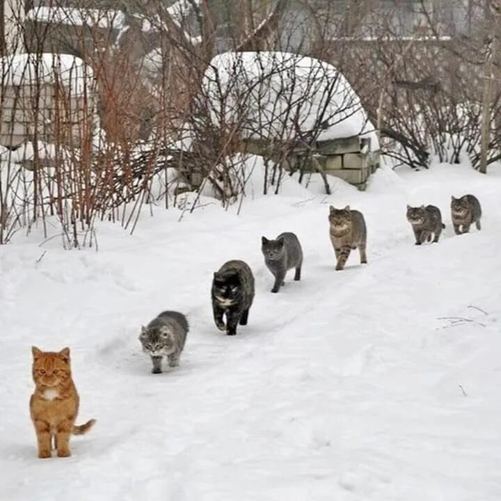 Куда ты ведешь нас. Куда ты ведешь нас. Куда ты ведешь нас. Памятник ивану сусанину в костроме сообщение. Собака в снегу.