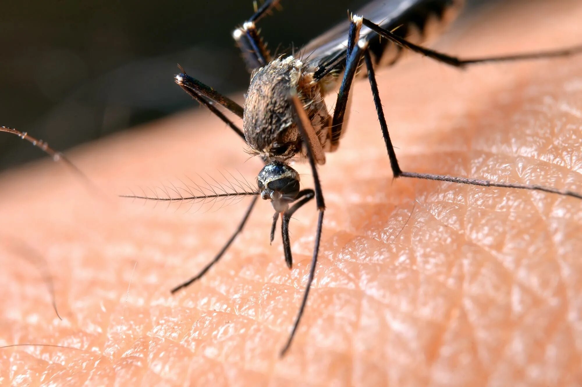 Сколько живут комары обыкновенные. Aedes aegypti комар. Москит и комар. Кровососущие комары. Крово сосущие комарыы.