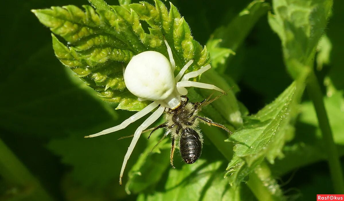 Crab spider Crab spiders make up the Thomisidae family of . Flickr