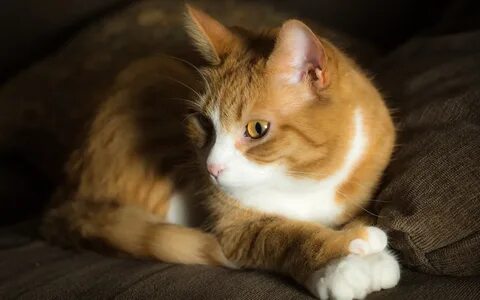 Фото рыже белого кота