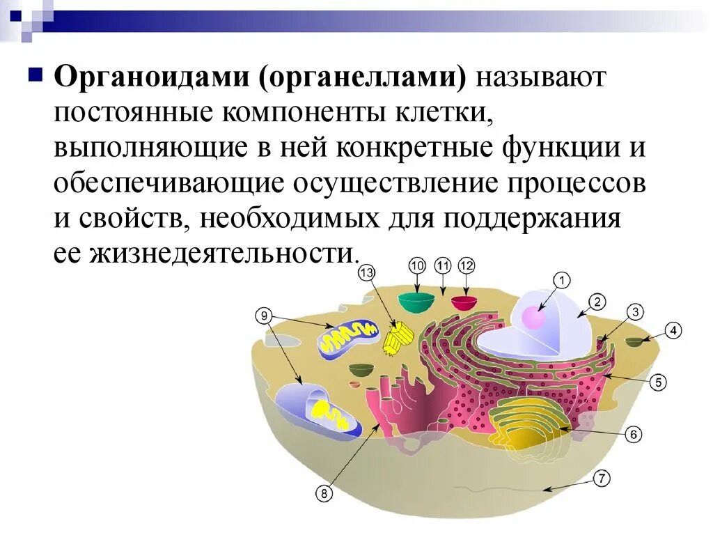 Органоиды клетки. Органоиды клетки теория. Органоиды постоянные клеточные. Органоиды понятие. Внутренняя среда клеток органоид