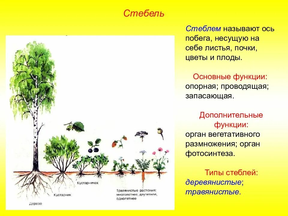 Побег из листьев и почек называют. Ветвистый стебель. запасающие стебли. стебель ось побега. функция главной оси стебля.