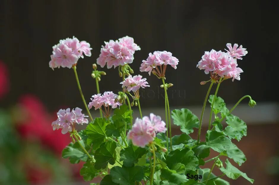 пеларгония сорт эммануэль фото. пеларгония доверпоинт. пеларгония элнаридс хильда. пеларгония odensjo eloise. пеларгония bill's gem.