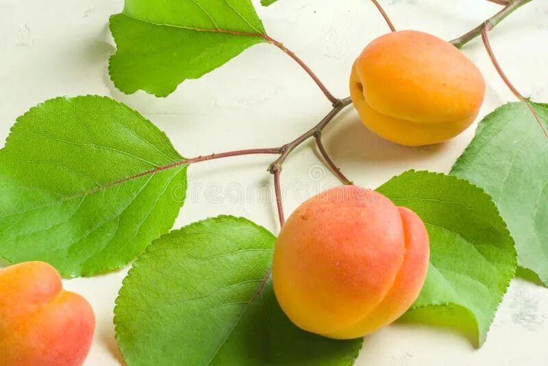 Как выглядят листья абрикоса Tyrinthos Apricot Tree Leaves Spring Stock Photos Free & Royalty-Free Stock Ph