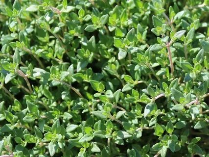 Thymus vulgaris