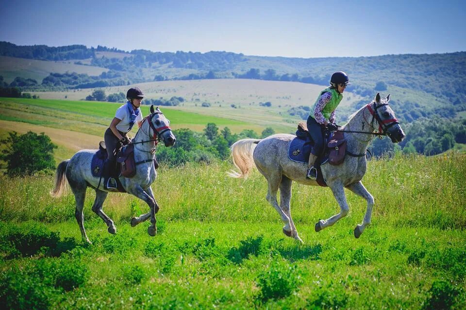 Да Изар хорз. Horse trip. Dilijan Horse riding. Bayir Hirse riding. Ride the chariot