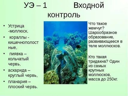 Простейшие кишечнополостные круглые черви моллюски