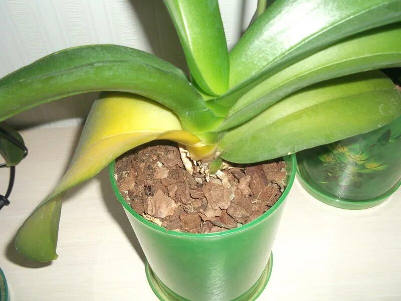 пожелтения листа орхидеи. листья орхидеи начали желтеть. листья орхидеи начали желтеть. орхидея фаленопсис пожелтели листья. листья орхидеи начали желтеть.