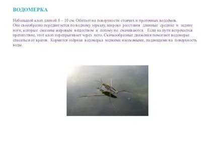 Почему клопы водомерки не тонут