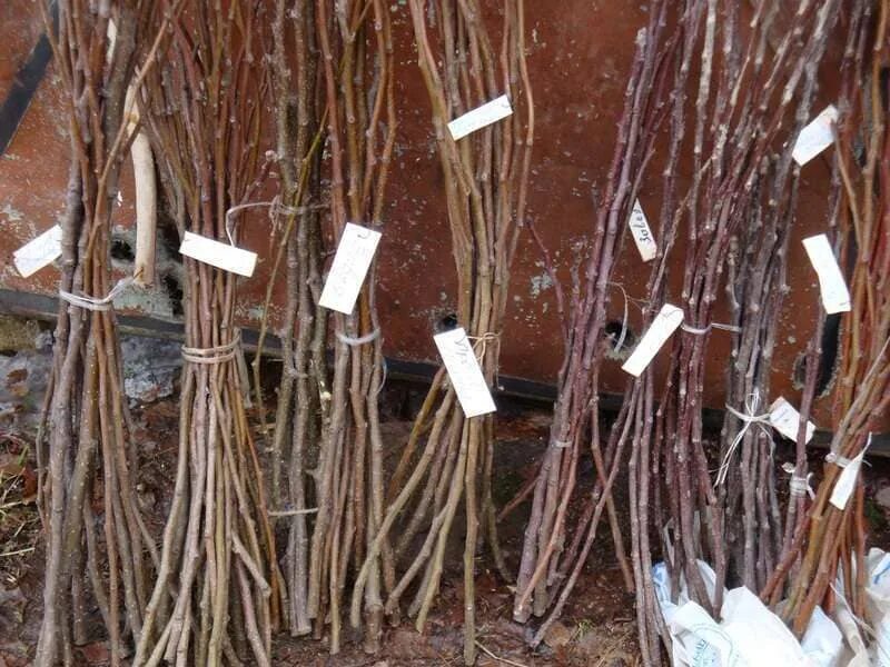 Заготовка черенков весной. Черенок для прививки яблони. Заготовка черенков яблони для прививки весной. Виноградный черенок. Заготовка черенков весной.