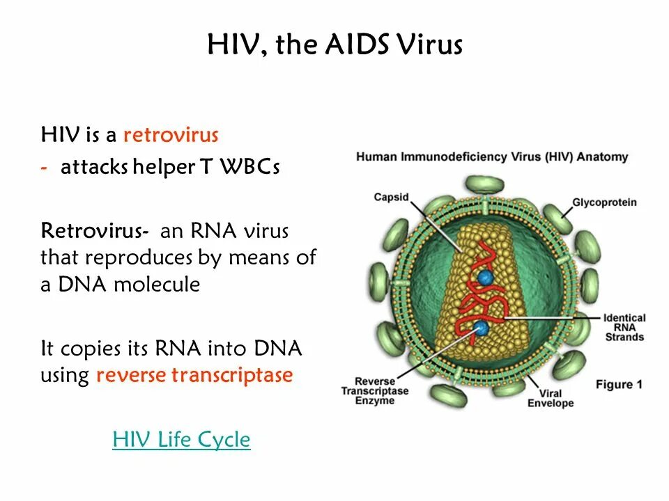 Вирус. Ретровирус. АИДС вирус. Вирус ретровирус меме.