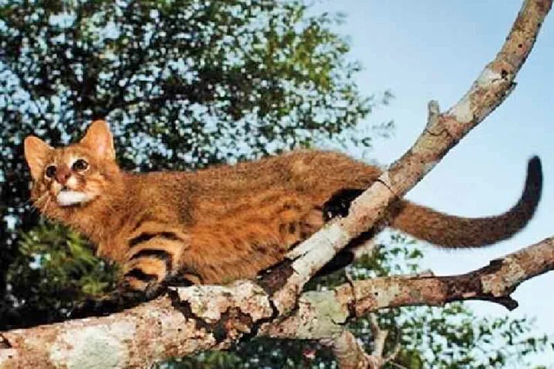 Кошка из лесов америки 6. Пампасская кошка южной америки. пампасская кошка (leopardus pajeros),. пампасная кошка в южной америке. пампасская кошка (leopardus colocolo).