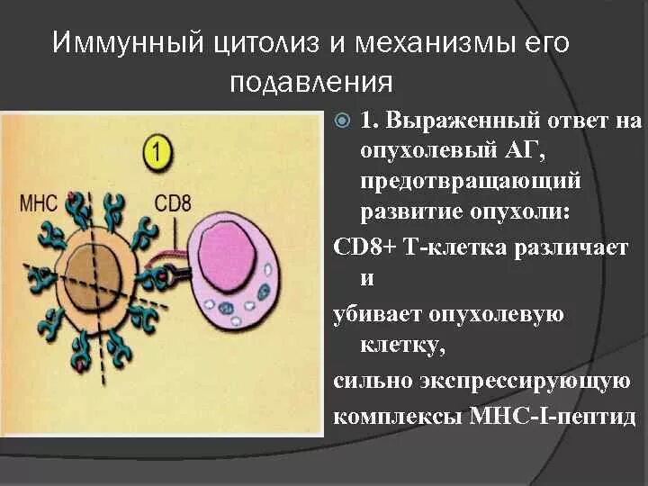 Цитолиз. Иммунный цитолиз. Механизм цитолиза. Цитолиз иммунология. Клетки цитолиза.