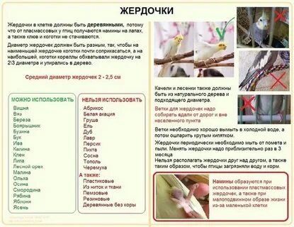 Какие деревья можно кореллам