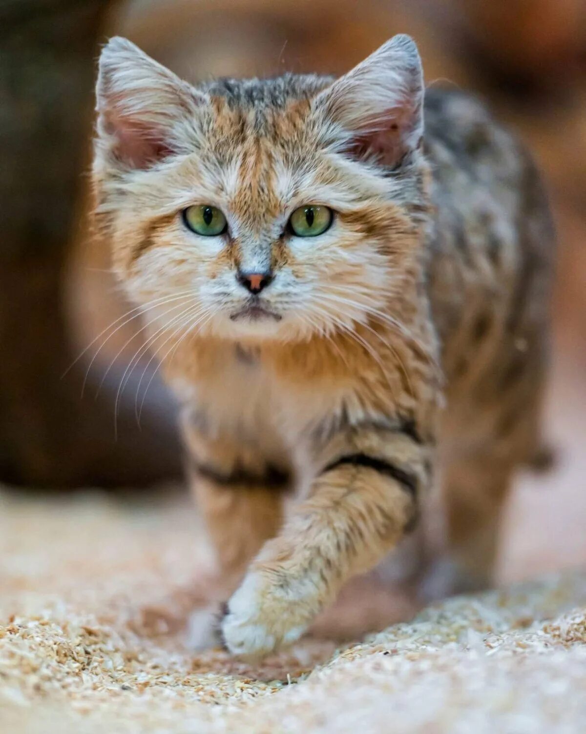 Барханный кот маленький. Барханный кот котята. Порода каракал. Пустынная кошка 7 букв. Степная рысь каракал котенок.