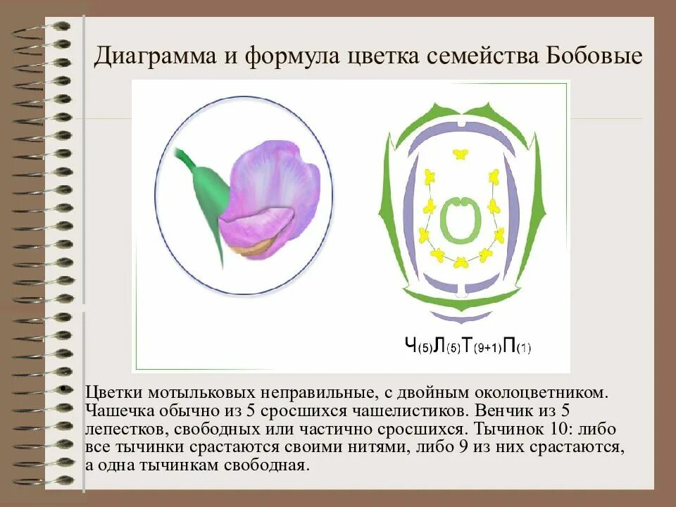 Какую формулу цветка имеют бобовые. Формула цветка семейства бобовые. Семейство бобовые формула цветка и диаграмма. Семейство Мотыльковые диаграмма цветка. Формула цветка семейства Мотыльковые.