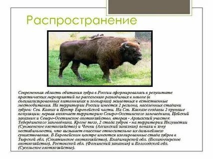 Зубр обитание