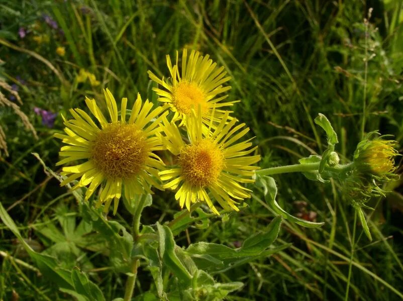 Девясил растение. Девясил британский inula britannica. Девясил полынь. Девясил полынь. Inula graveolens.