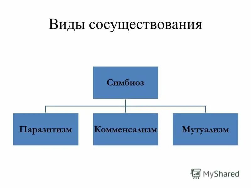 Виды сосуществования организмов