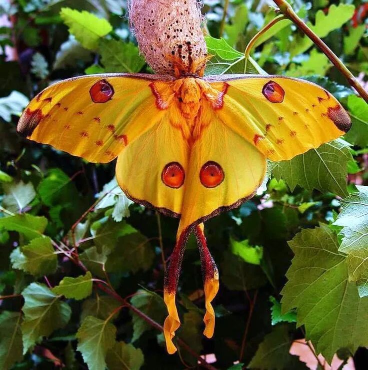 Spicebush Swallowtail Butterfly. Beautiful butterflies, Most beautiful butterfly