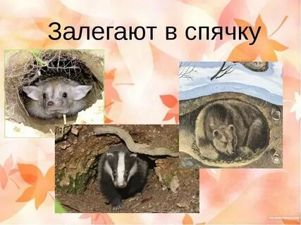 Звери в спячке