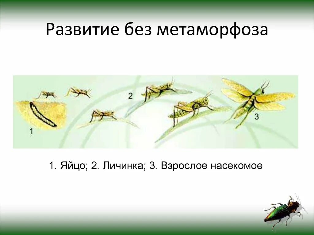 Тип развития прямокрылых насекомых. Прямокрылые виды развитие. тип развития прямокрылых. цикл развития прямокрылых. развитие с метаморфозом и без.
