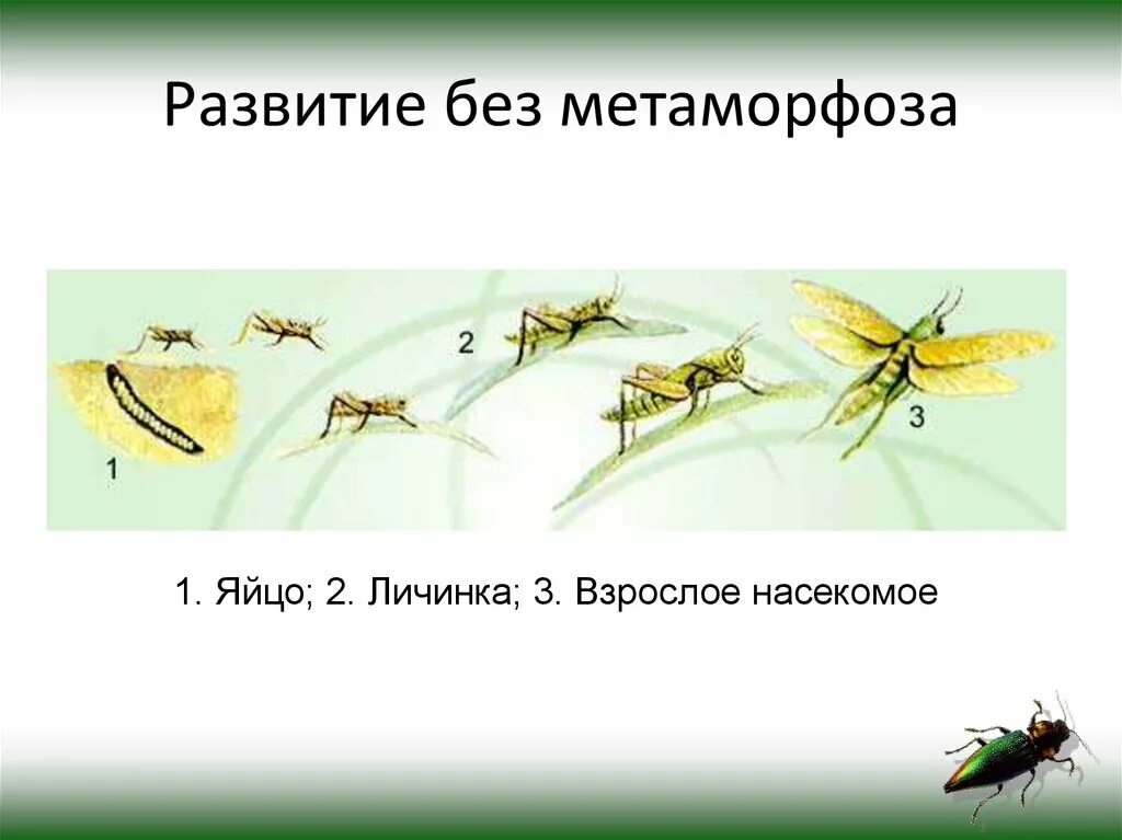 Какой тип развития характерен для зеленого кузнечика. Фазы развития прямокрылых. Стадии развития прямокрылых. Отряды насекомых Прямокрылые. Прямокрылые виды развитие.