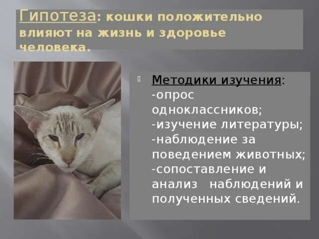 Как действовать кошку. Влияние кошек на человека. \Кошки влияют на жизнь человека. Гипотеза про кошек. Влияние котов на здоровье человека.