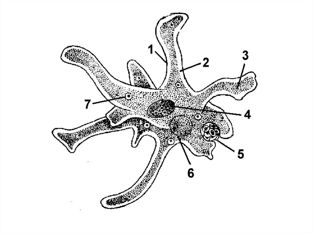 Какой цифрой обозначена на рисунке стадия амебы. Строение простейшего амёбы. Фораминифера радиолярия солнечник амеба Протей. Ложноножки у амёбы. Псевдоподии у амебы.