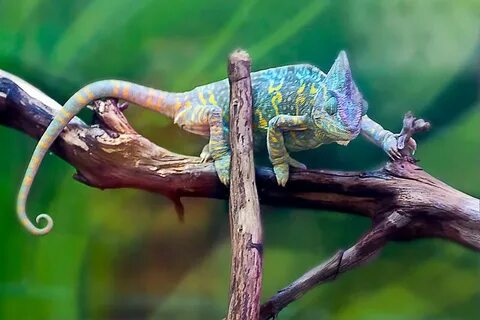 Кот хамелеон