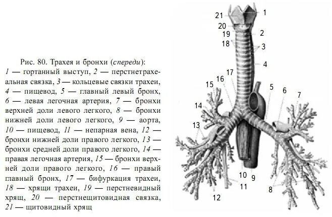 Что такое трахеи 8 класс. Трахея схема строения. трахея и бронхи топография. трахея и главные бронхи строение. схема строения трахеи и бронхов.