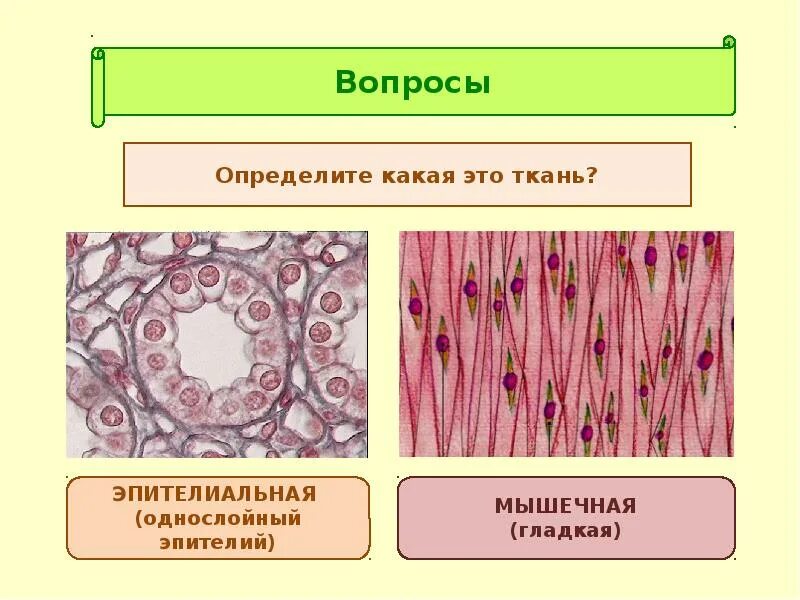Эпителиальная ткань растений. Строение эпителиальной ткани. Эпителиальная ткань мышечная ткань. Эпителиальная и соединительная ткань. Какую функцию выполняет эпителиальная