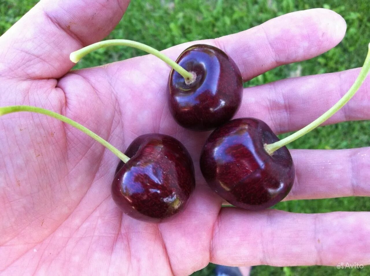 Вишня сорт встреча. Сорт вишни встреча. Вишня сорт встреча. Вишня сорта эрди. Сорт вишни встреча.