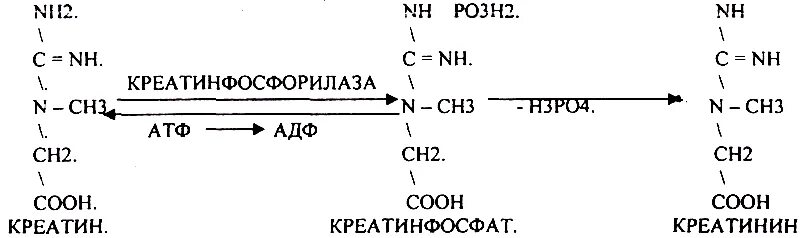 Реакция образования креатина и креатинфосфата. Реакция образования креатинина. Креатинин реакция образования. Синтез креатина биохимия. Креатинин действие