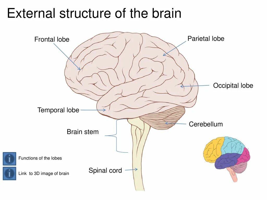 Human Brain structure. Physical structure of the Human Brain. Brain structure and function.