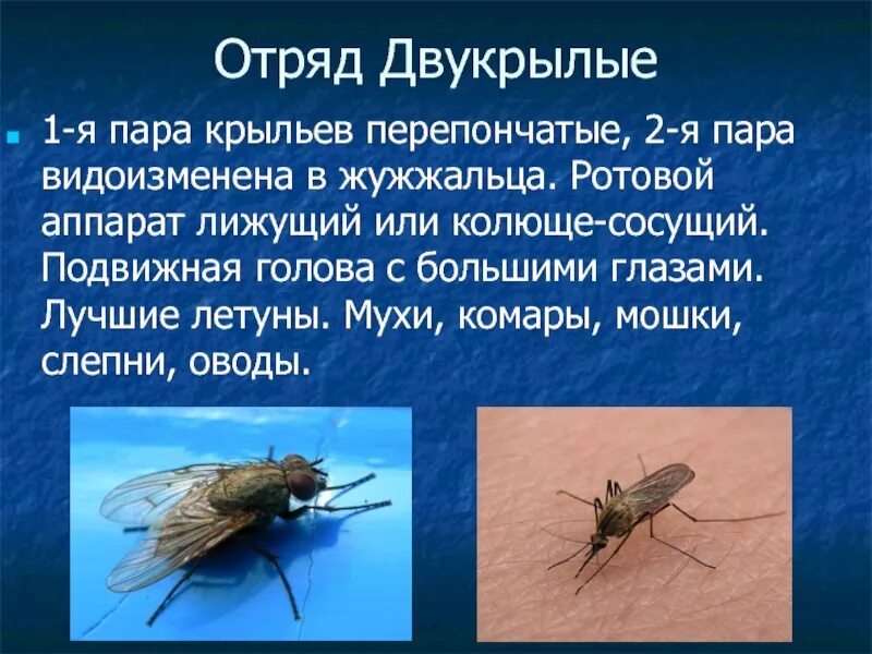 Оса отряд перепончатокрылые. Строение крыльев бабочек чешуекрылых. Характерные признаки перепончатокрылых. Перепончатокрылые опылители. Отряд перепончатокрылые развитие.