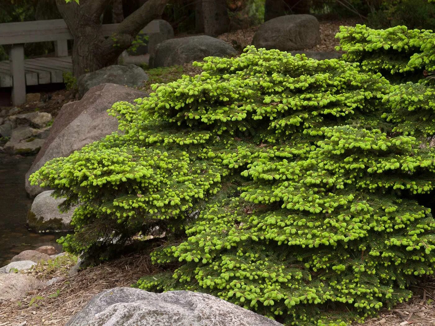 Теневыносливые хвойные. Picea Abies 'Nidiformis'. Сосна канадская ползучая. Ель стелющаяся.