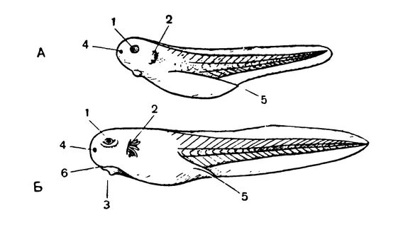 Строение головастика амфибий. Строение головастика. Наружные жабры головастика. Жабры у головастика лягушки.