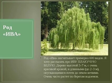Разновидность ивы фото и названия и описание